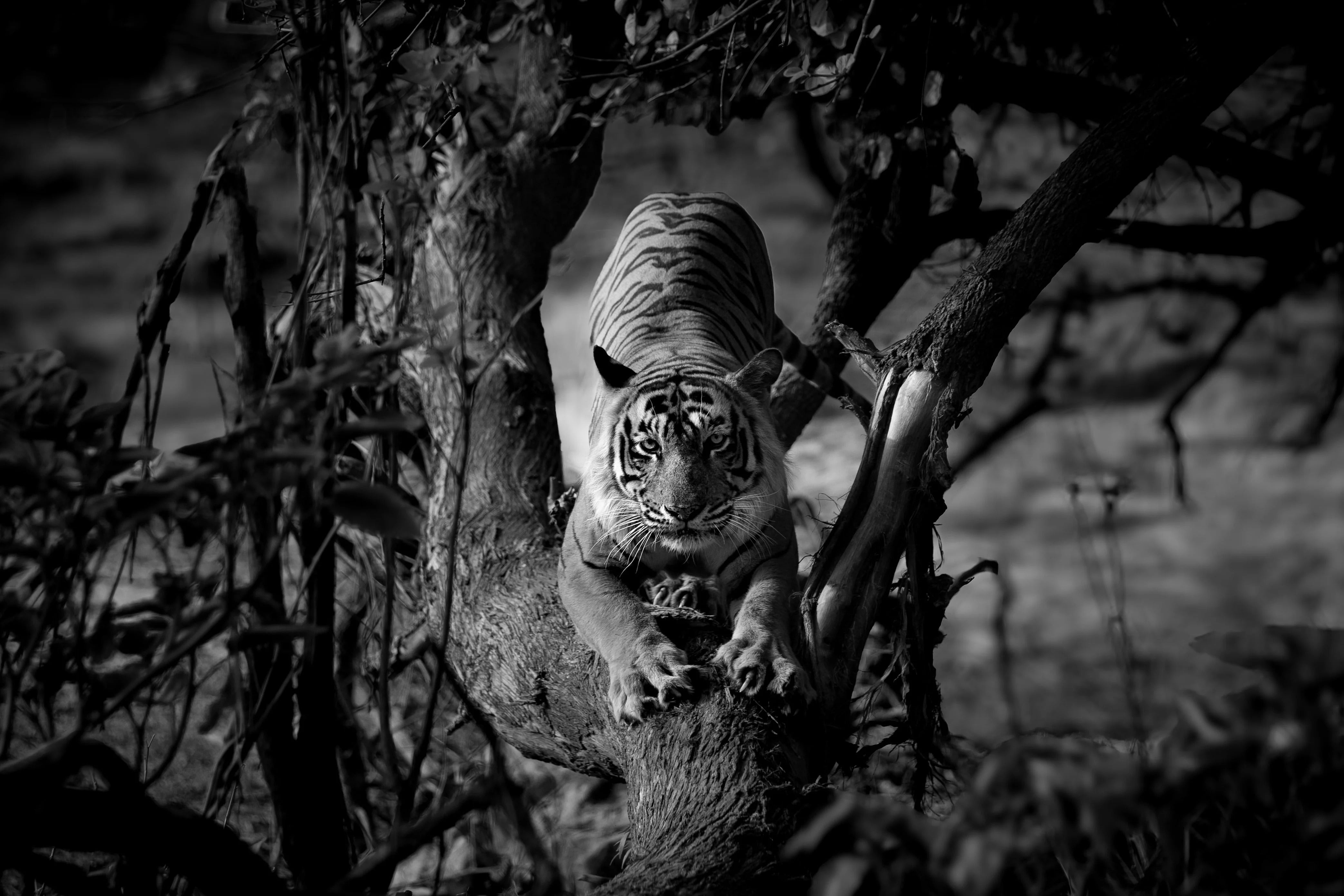 International tigers day